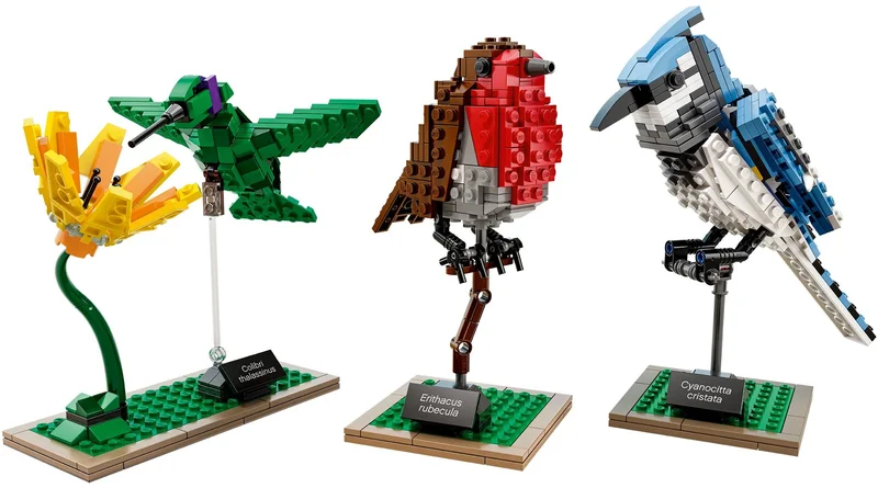 Birds - View 3