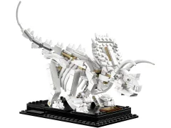Dinosaur Fossils - View 5