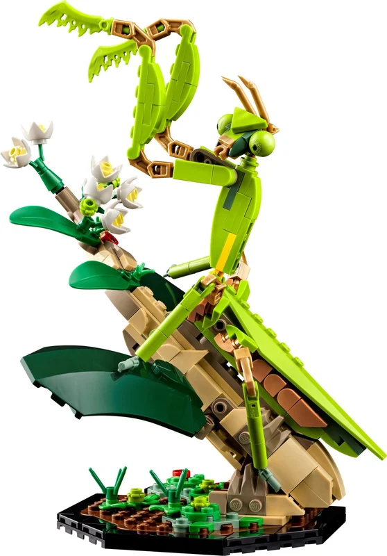The Insect Collection - View 4