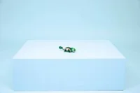 Turtle with a Water Lily Flower - View 7