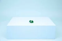 Turtle with a Water Lily Flower - View 8