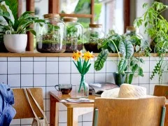 Daffodils - View 4