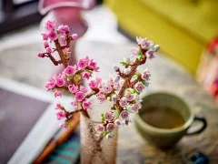 Cherry Blossoms - View 6