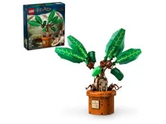 Mandrake - View 6