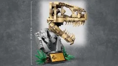 Dinosaur Fossils: T. rex Skull - View 5
