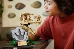 Dinosaur Fossils: T. rex Skull - View 7