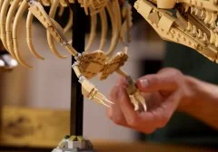 Dinosaur Fossils: Tyrannosaurus Rex - View 6