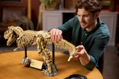 Dinosaur Fossils: Tyrannosaurus Rex - View 7