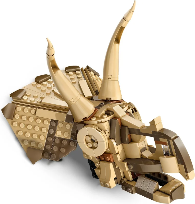 Dinosaur Fossils: Triceratops Skull - View 8