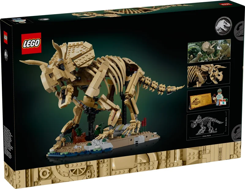 Dinosaur Fossils: Triceratops - View 2