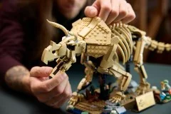 Dinosaur Fossils: Triceratops - View 7